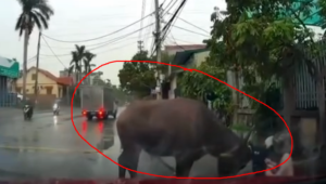 Quảng Ninh: Trâu đ^iên phi ra đường buổi sáng đúng giờ học sinh đi học