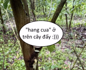 Quốc lộ 51 – Long Thành – Đồng Nai: phát hiện thanh niên.. cùng với “hang cua” của mình!